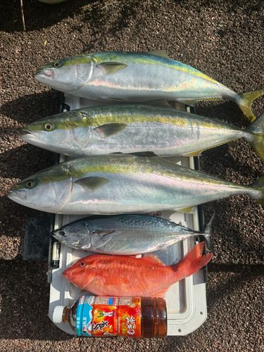 ワラサの釣果