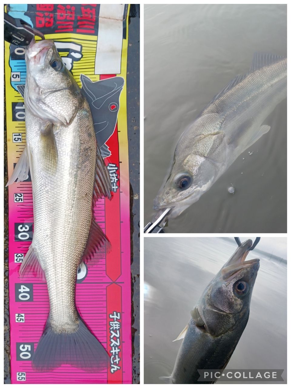 SHIMANO 17エクスセンス ∞ (インフィニティ) S906M/RFの最安値