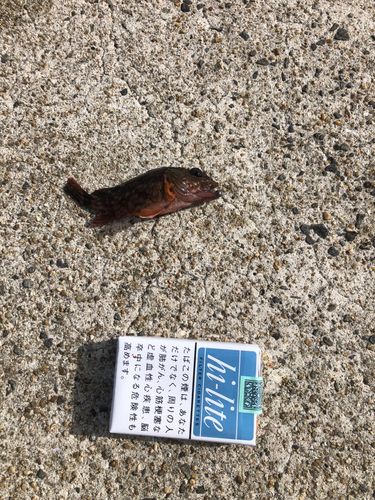 カサゴの釣果