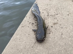 ナマズの釣果