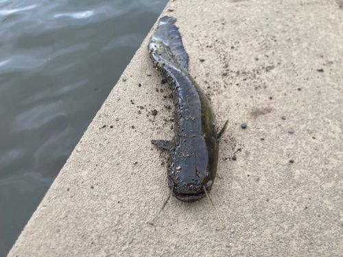 ナマズの釣果