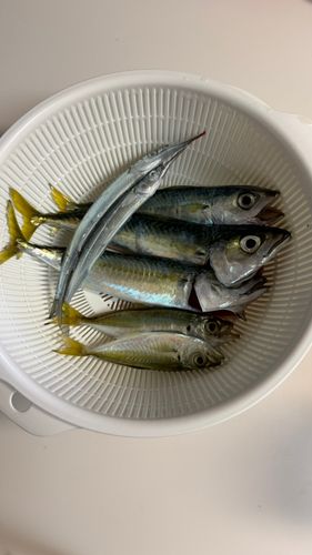 サヨリの釣果