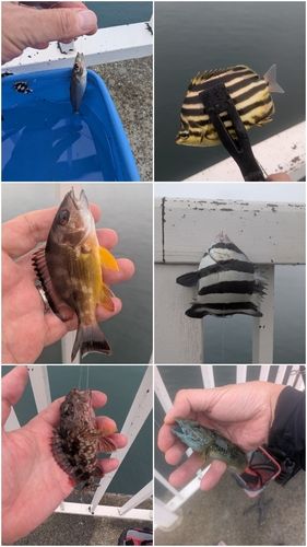 キスの釣果