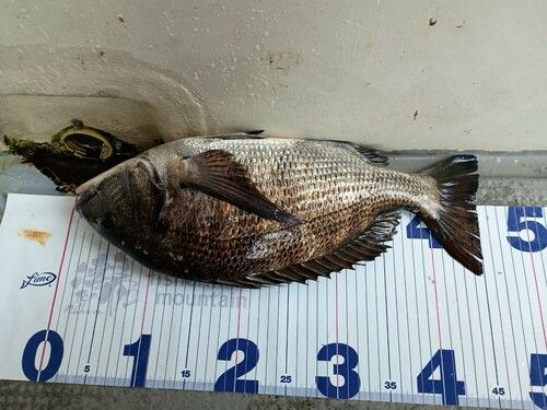 ショゴの釣果