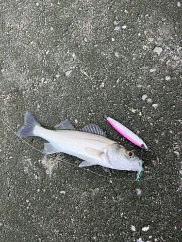 ヒラスズキの釣果