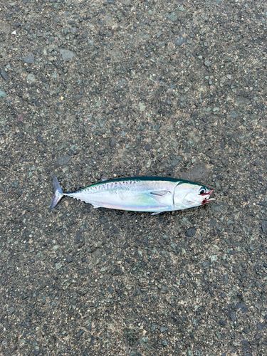 ソウダガツオの釣果