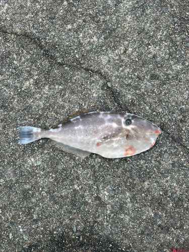 ウスバハギの釣果