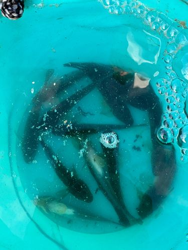 ハゼの釣果