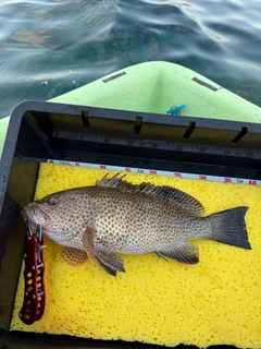 オオモンハタの釣果