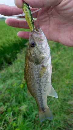 ブラックバスの釣果