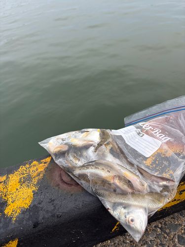 ハゼの釣果