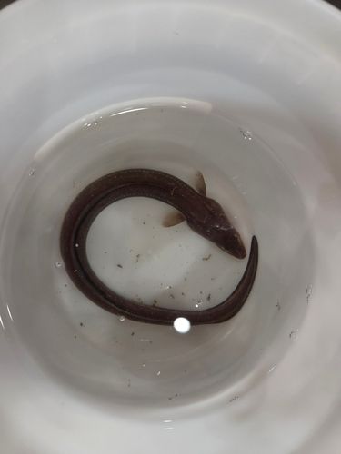 アナゴの釣果