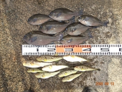 グレの釣果