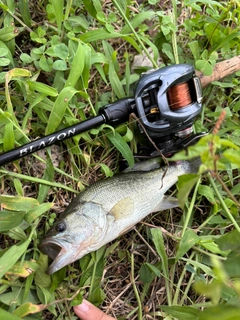 ラージマウスバスの釣果