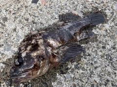 ムラソイの釣果