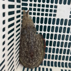 コウイカの釣果