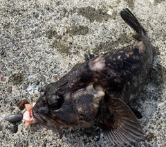 オウゴンムラソイの釣果