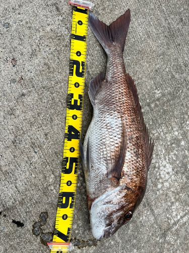 タイの釣果