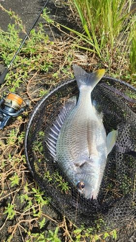 キビレの釣果