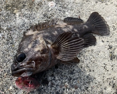 オウゴンムラソイの釣果