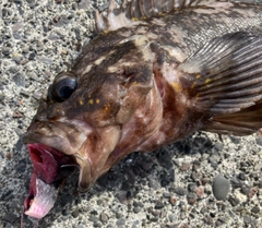 オウゴンムラソイの釣果