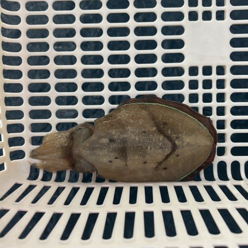 モンゴウイカの釣果