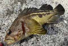 シマゾイの釣果