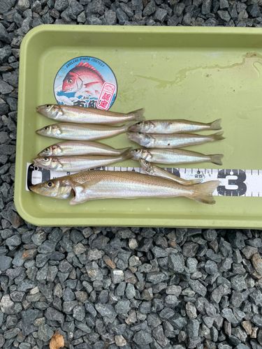 キスの釣果