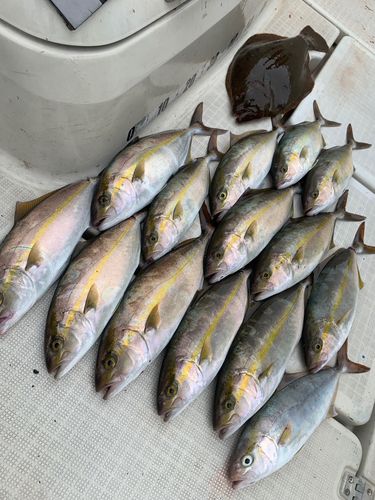 ネリゴの釣果