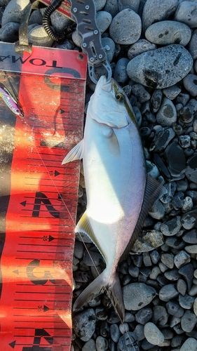 ショゴの釣果
