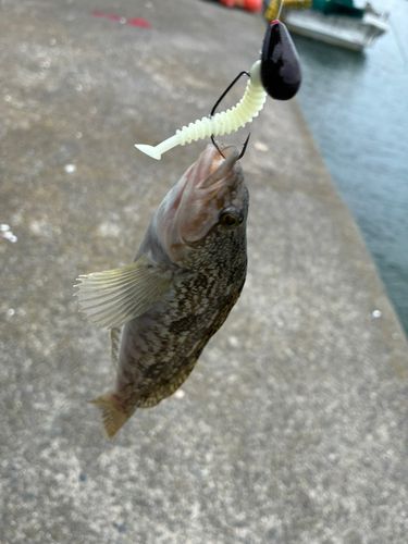 アイナメの釣果