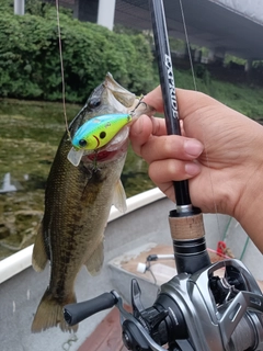 ラージマウスバスの釣果