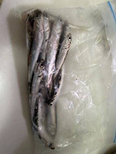 カタクチイワシの釣果
