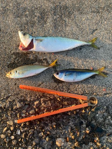 サバの釣果
