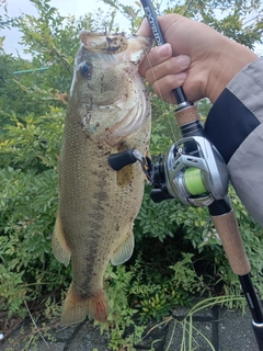 ラージマウスバスの釣果