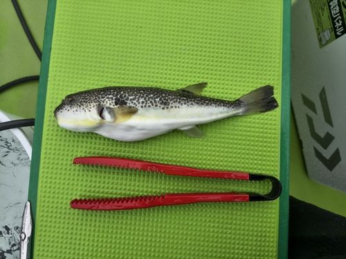 フグの釣果