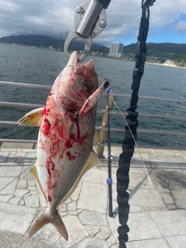シオの釣果
