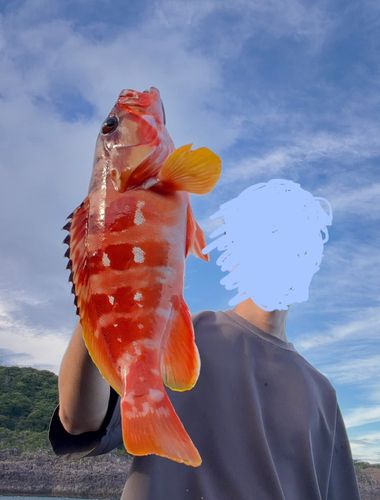 アカハタの釣果
