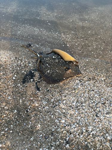 アカエイの釣果