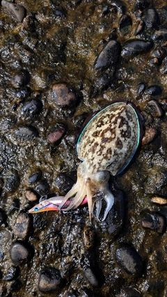 コウイカの釣果