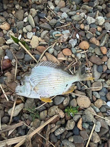 キビレの釣果