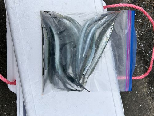 サヨリの釣果