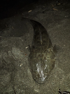 マゴチの釣果