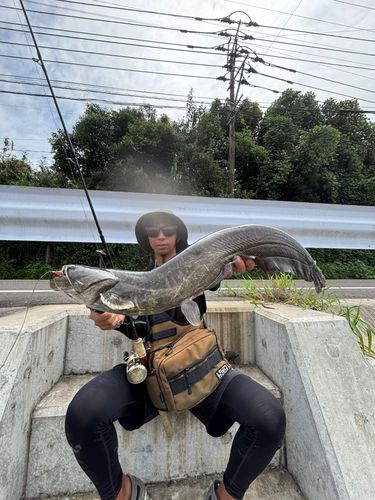 ナマズの釣果