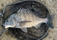 クロダイの釣果