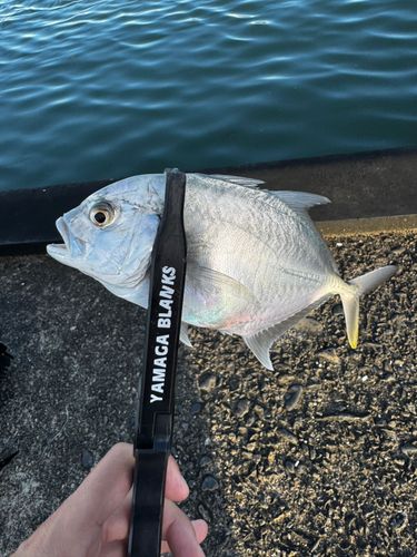 メッキの釣果