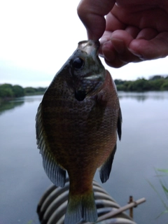 ブルーギルの釣果