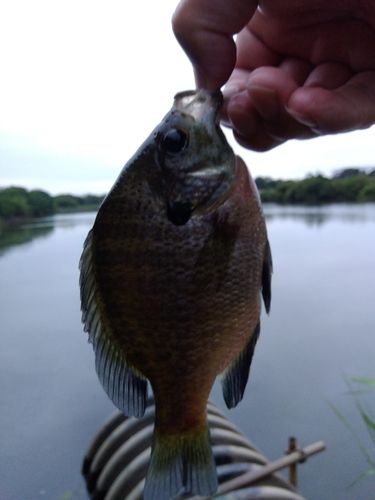 ブルーギルの釣果