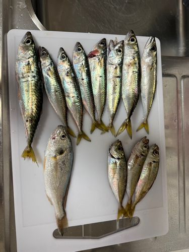 アジの釣果