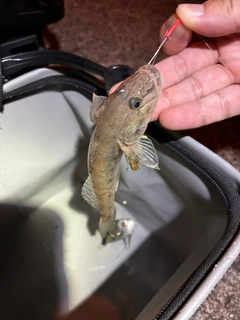 ハゼの釣果